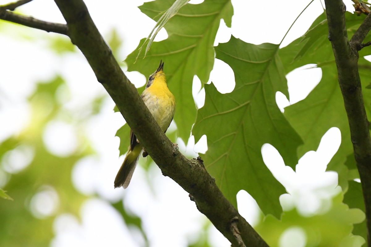 new world warbler sp. - joe demko