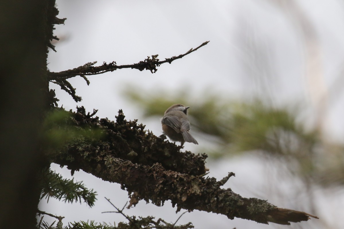 Boreal Chickadee - Nick Hoffmann