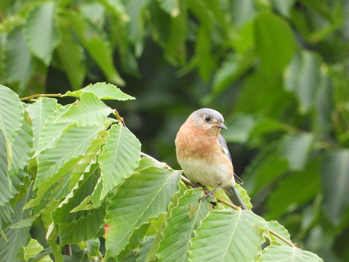 Eastern Bluebird - David Gravermoen