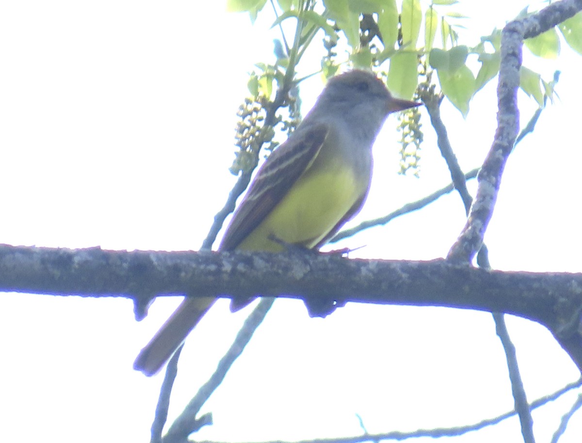 Great Crested Flycatcher - ML619251897