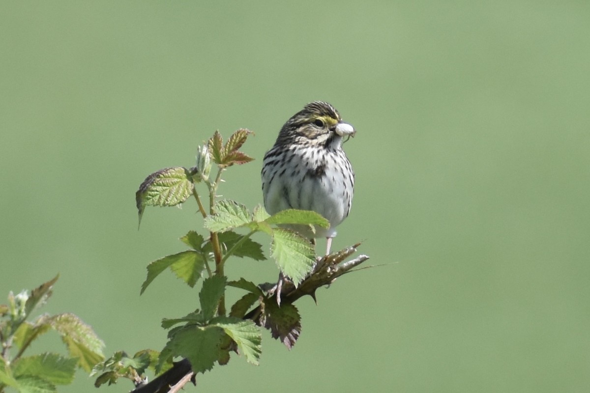 Savannah Sparrow - Nathan O'Reilly