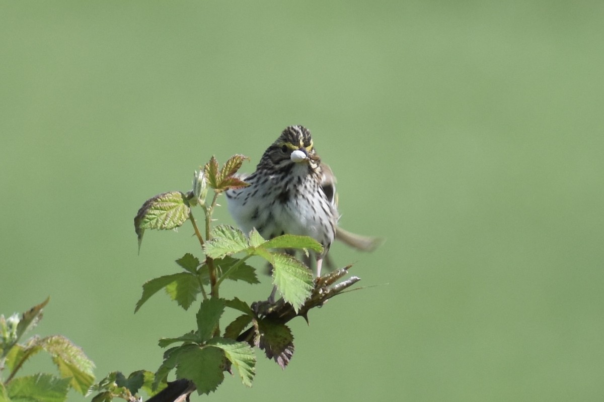 Savannah Sparrow - Nathan O'Reilly