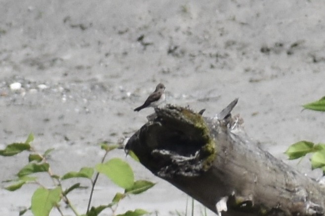 Northern Rough-winged Swallow - Nathan O'Reilly