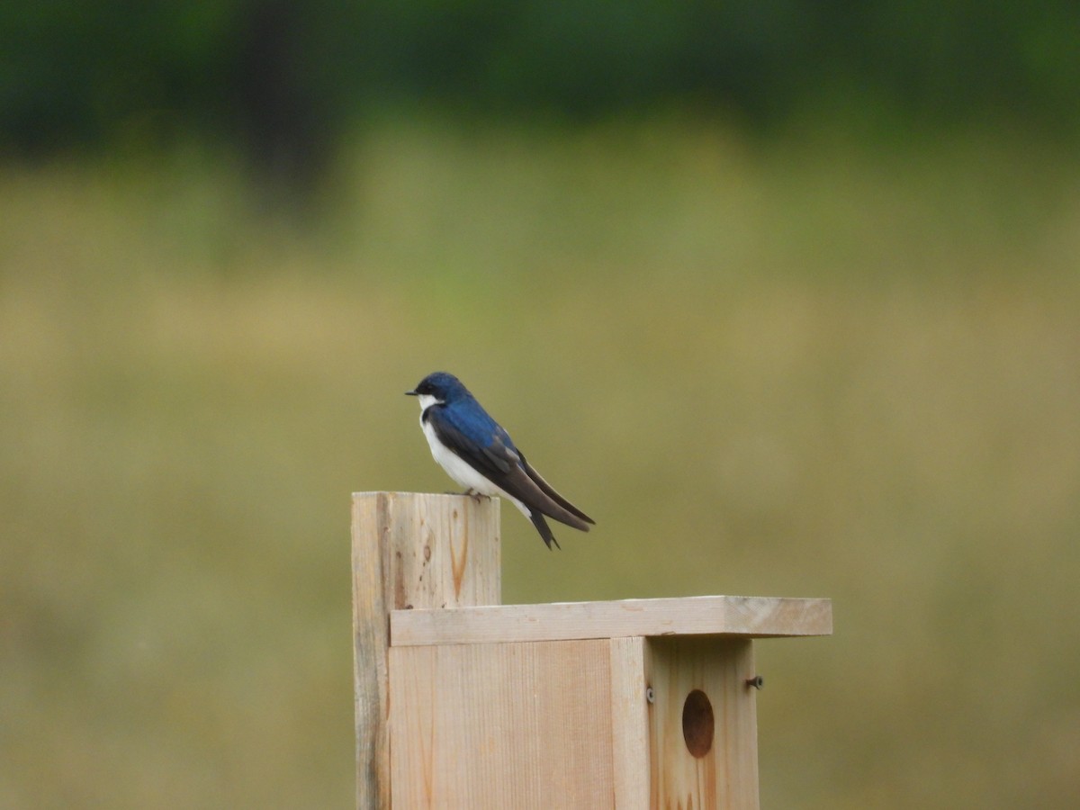 Tree Swallow - David Gravermoen