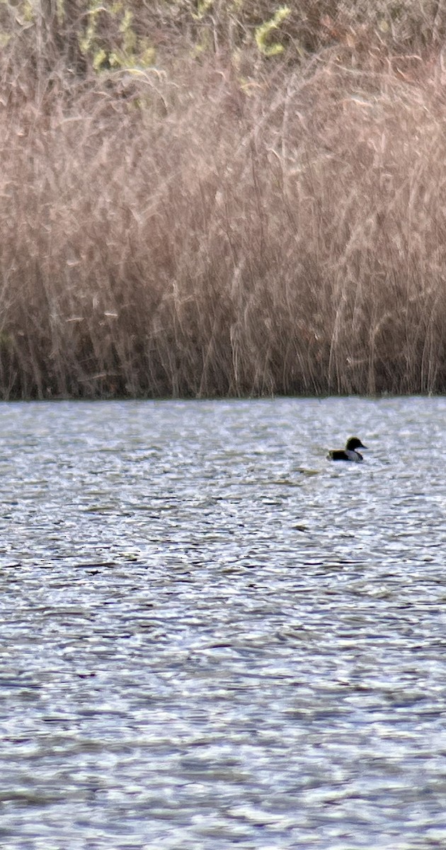 Greater Scaup - ML619251949