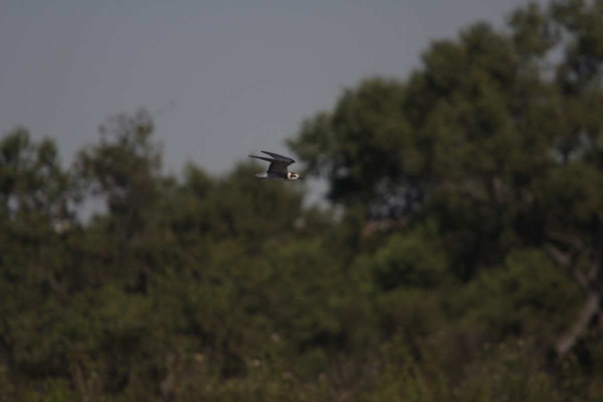 Black Tern - ML619251976