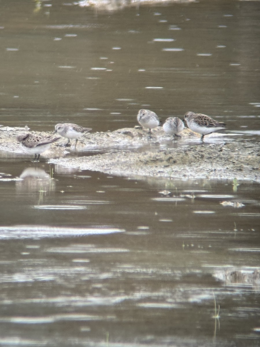 Semipalmated Sandpiper - David Bauman