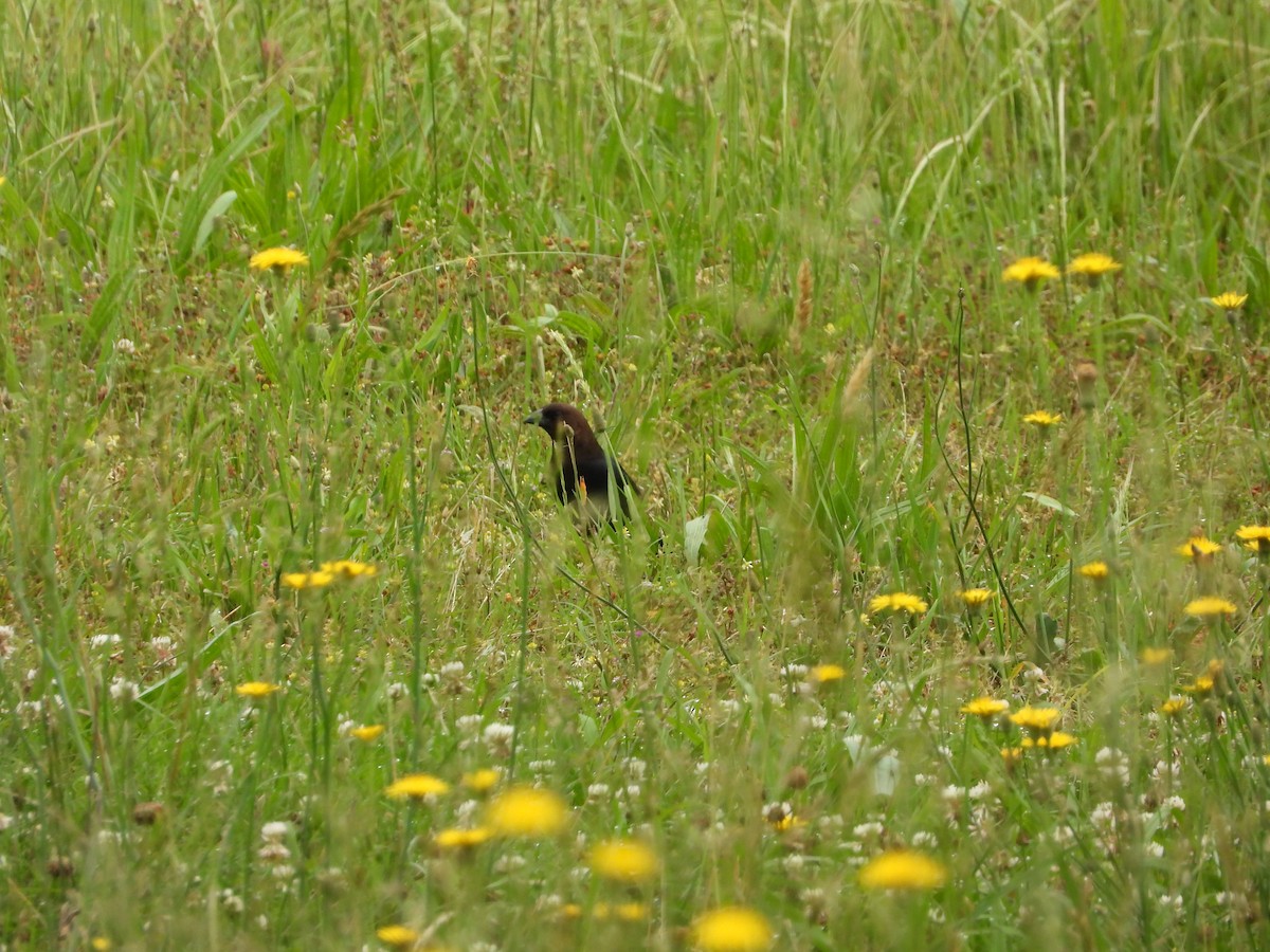 Brown-headed Cowbird - David Gravermoen