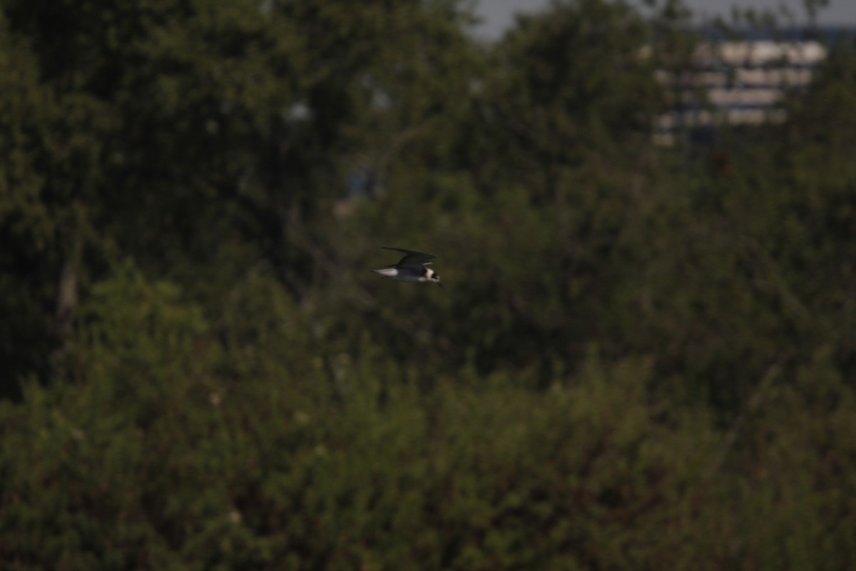 Black Tern - ML619251983