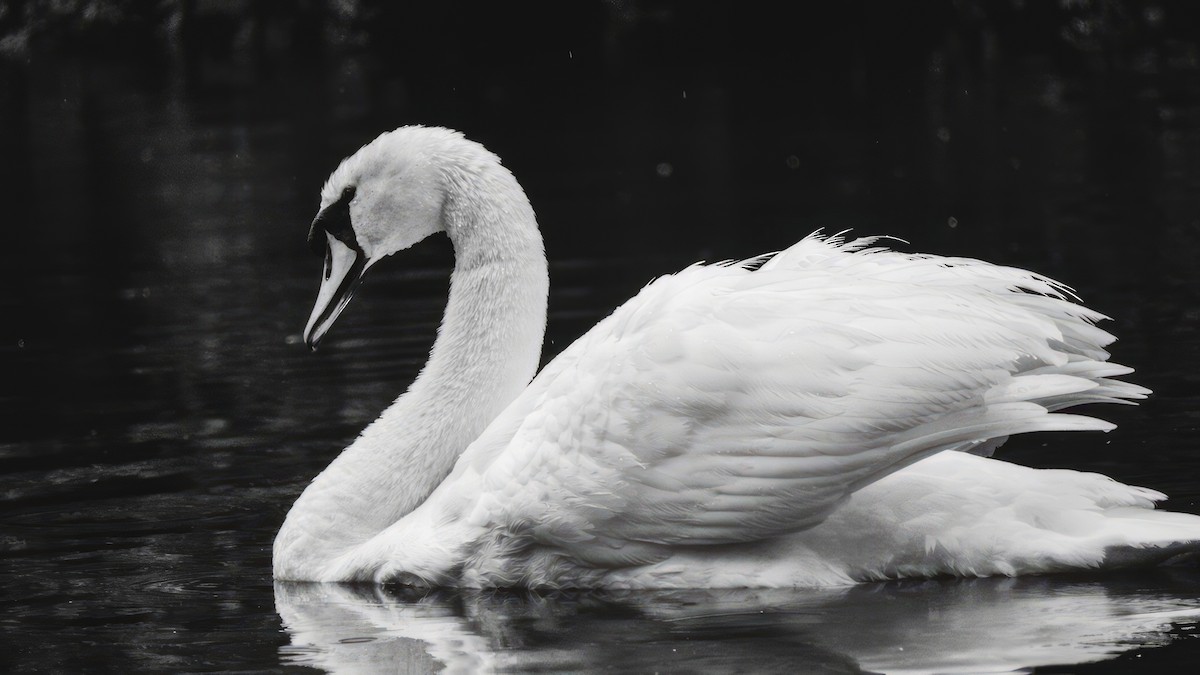 Mute Swan - Kalin Popov