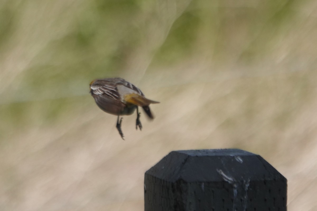 Bullock's Oriole - Erica Rutherford/ John Colbert