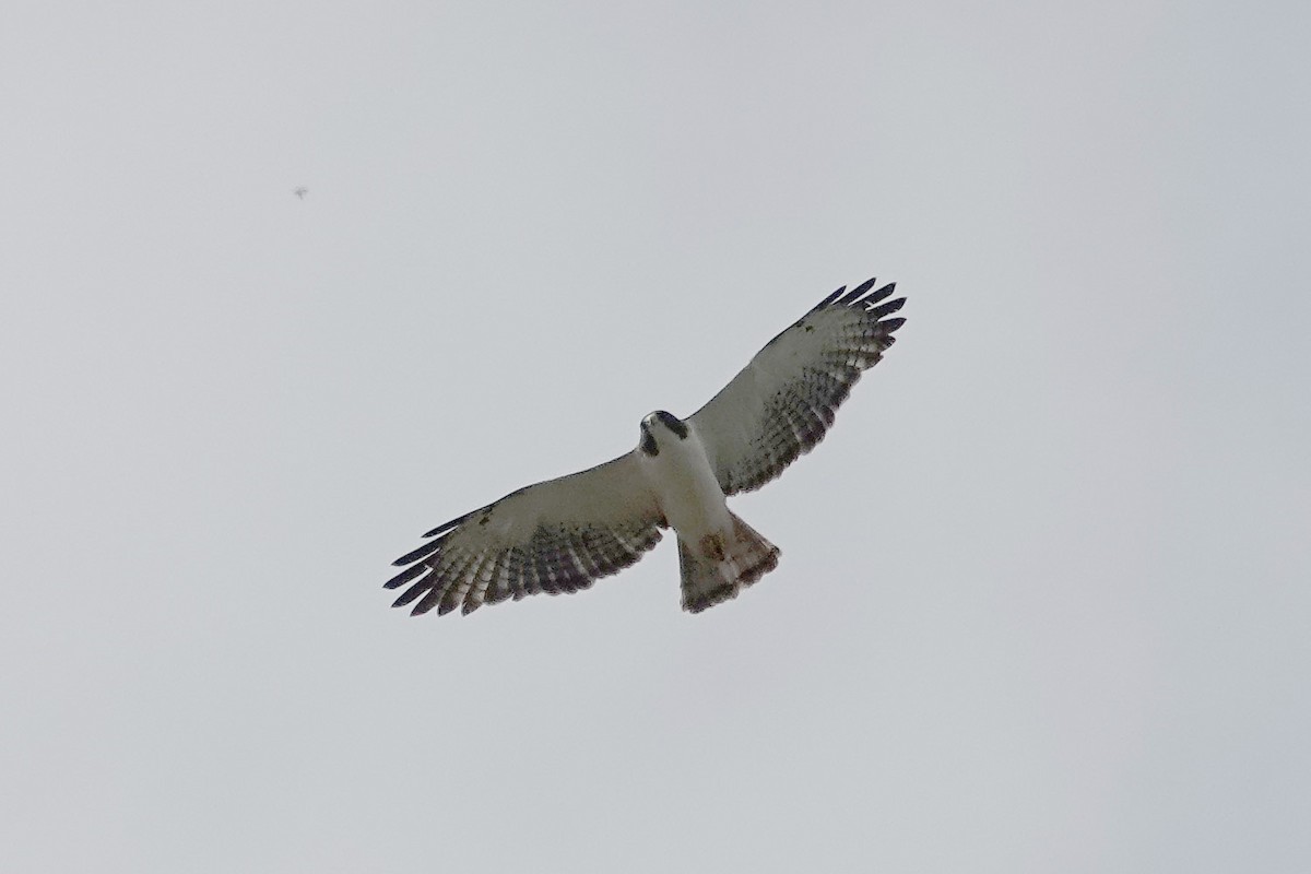 Short-tailed Hawk - Jane Mann
