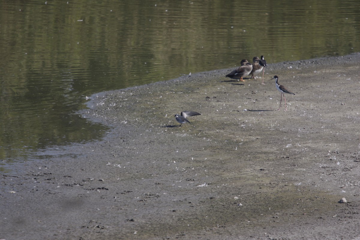 Black Tern - ML619252033