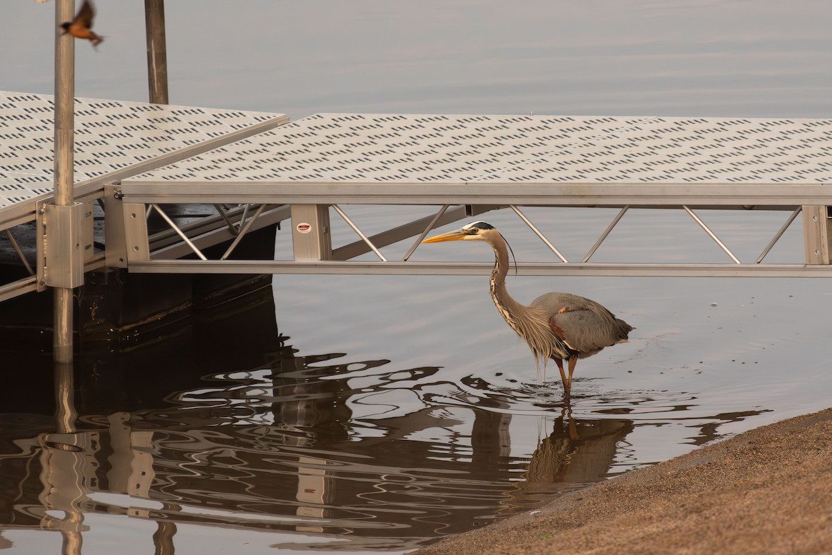 Great Blue Heron - ML619252034