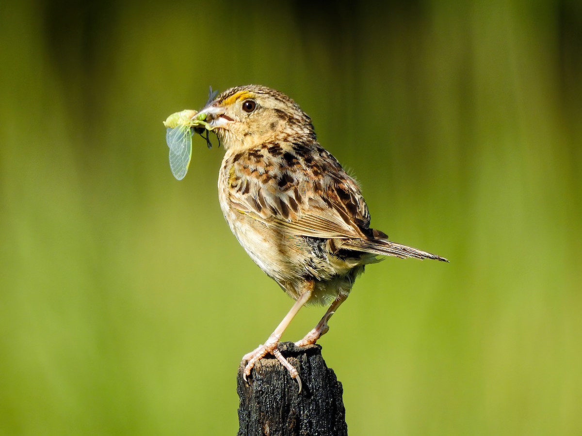 Grasshopper Sparrow - Reanna Thomas