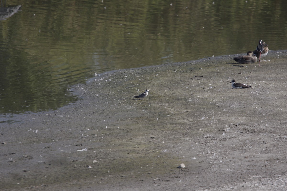 Black Tern - ML619252058