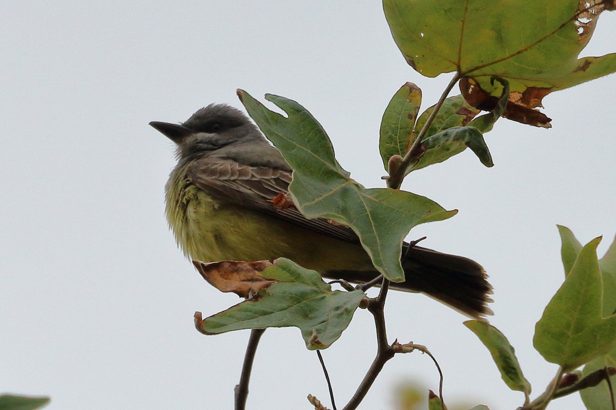 Cassin's Kingbird - Jeffrey Fenwick