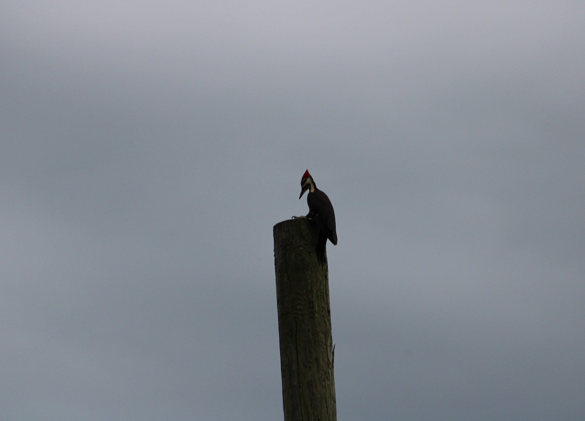 Pileated Woodpecker - Marion Martin