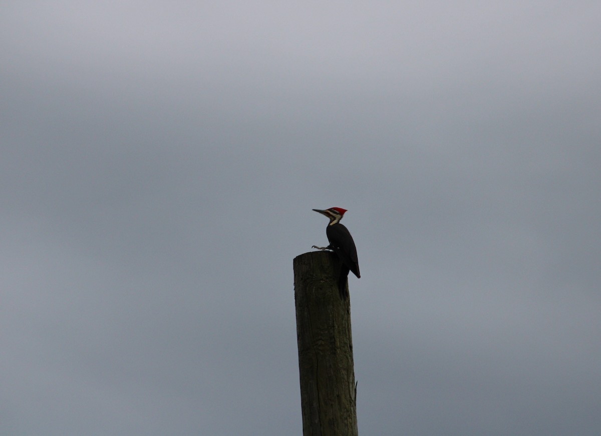 Pileated Woodpecker - ML619252081