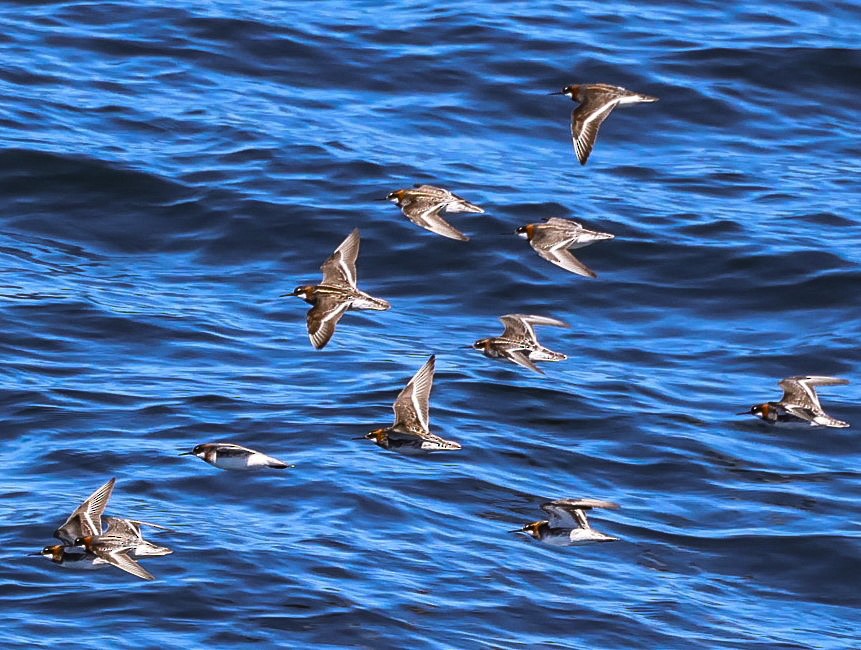 Red-necked Phalarope - Pam Rasmussen