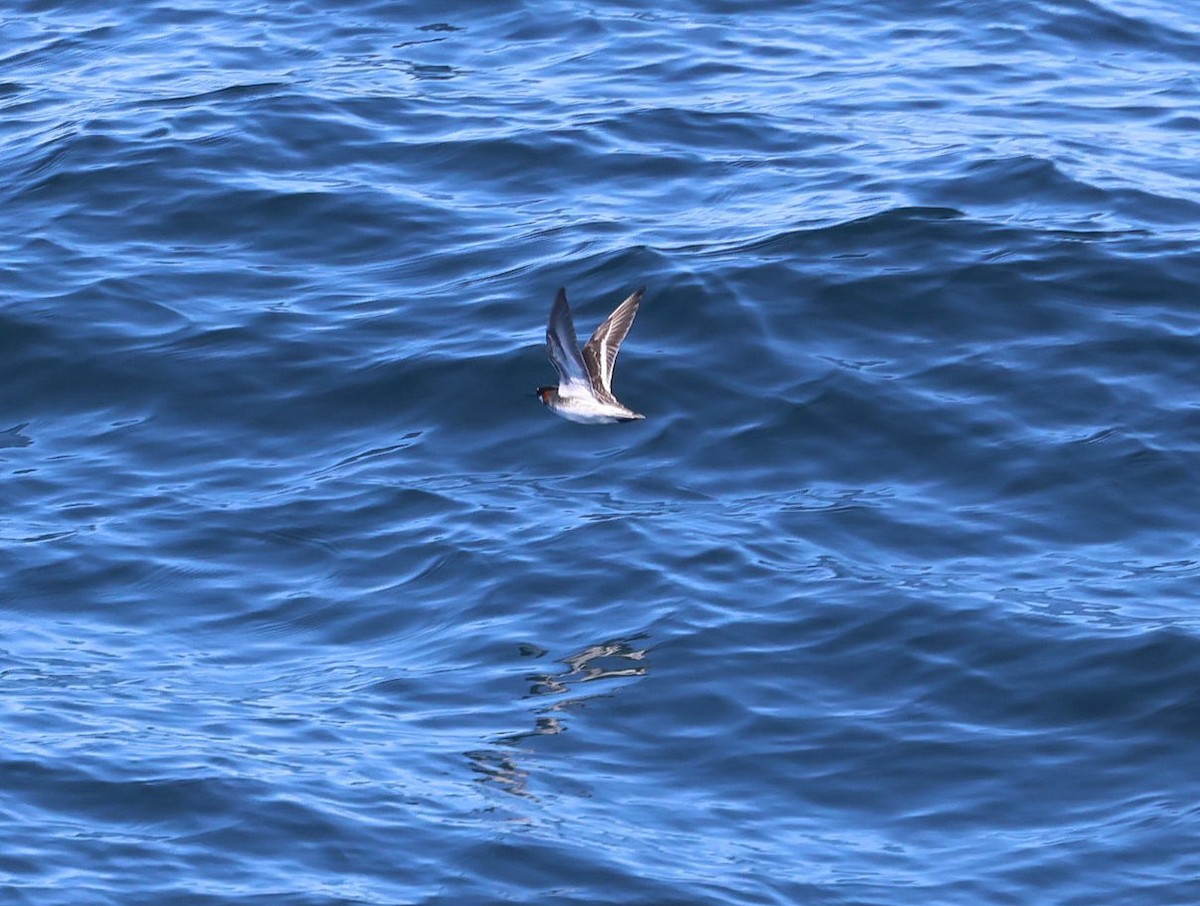 Red-necked Phalarope - ML619252089