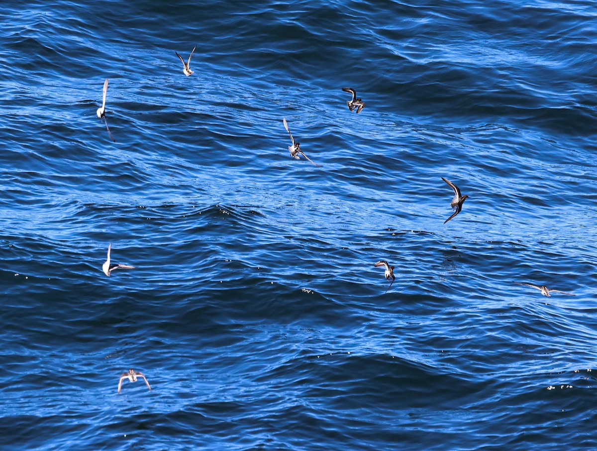 Red-necked Phalarope - ML619252090