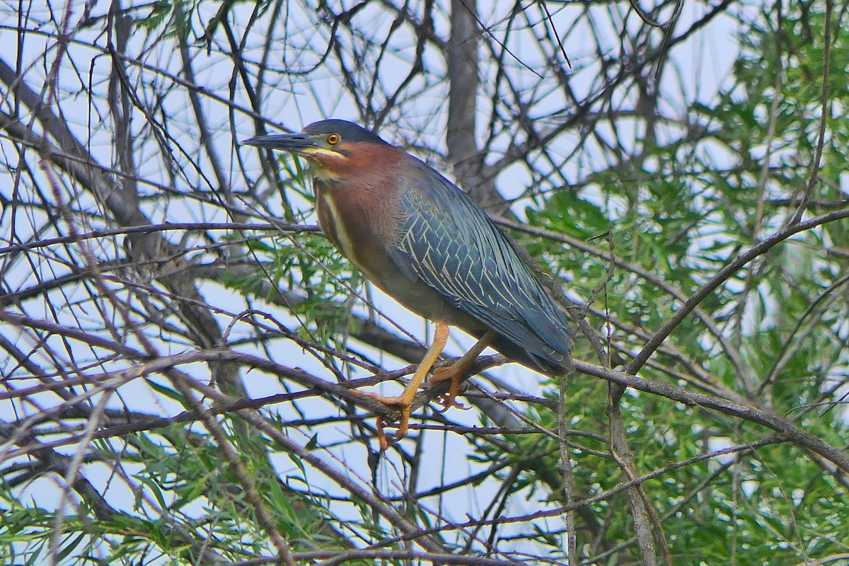 Green Heron - ML619252094