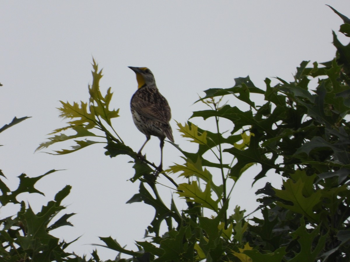 Eastern Meadowlark - David Gravermoen