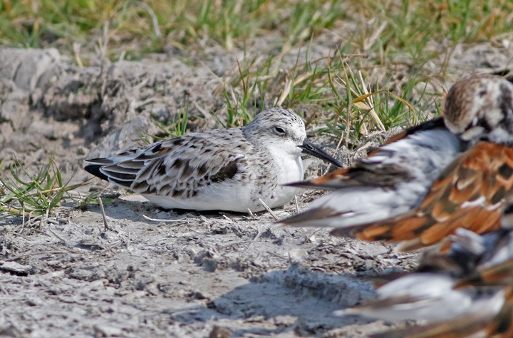 Bécasseau sanderling - ML61925211