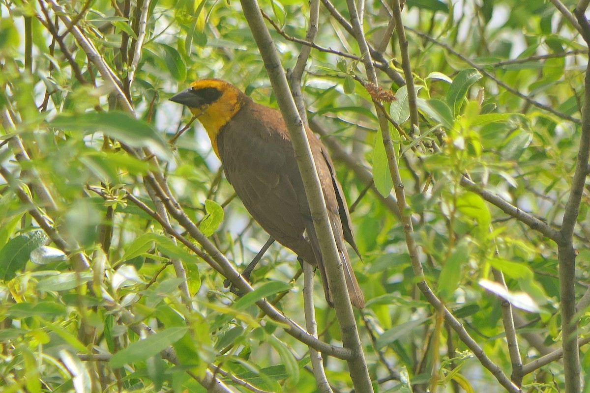 Yellow-headed Blackbird - Janet Kelly