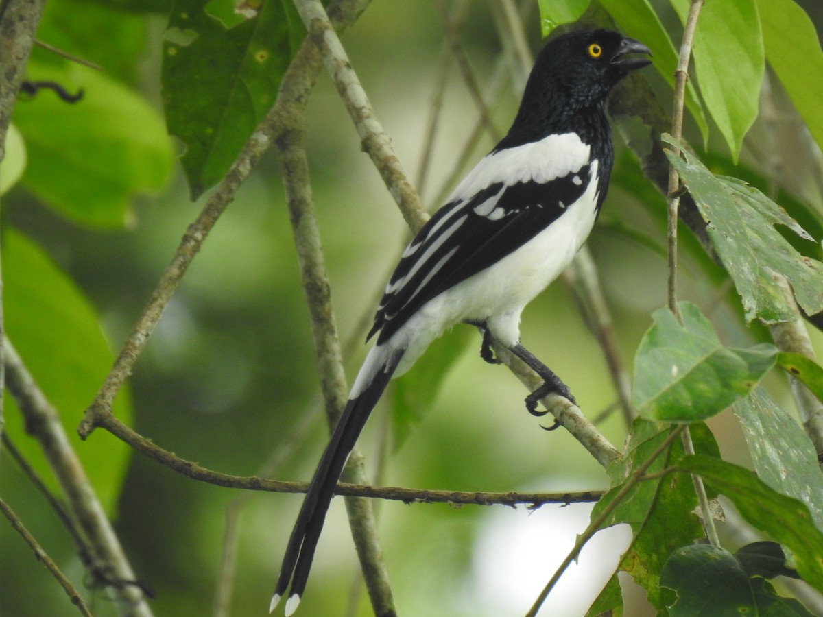 Magpie Tanager - ML619252112