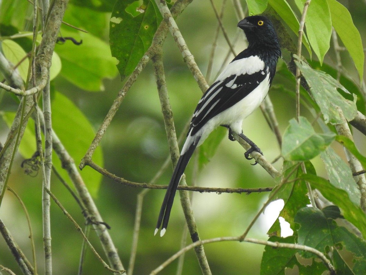 Magpie Tanager - ML619252114