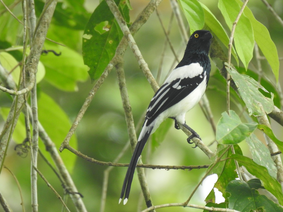 Magpie Tanager - ML619252115