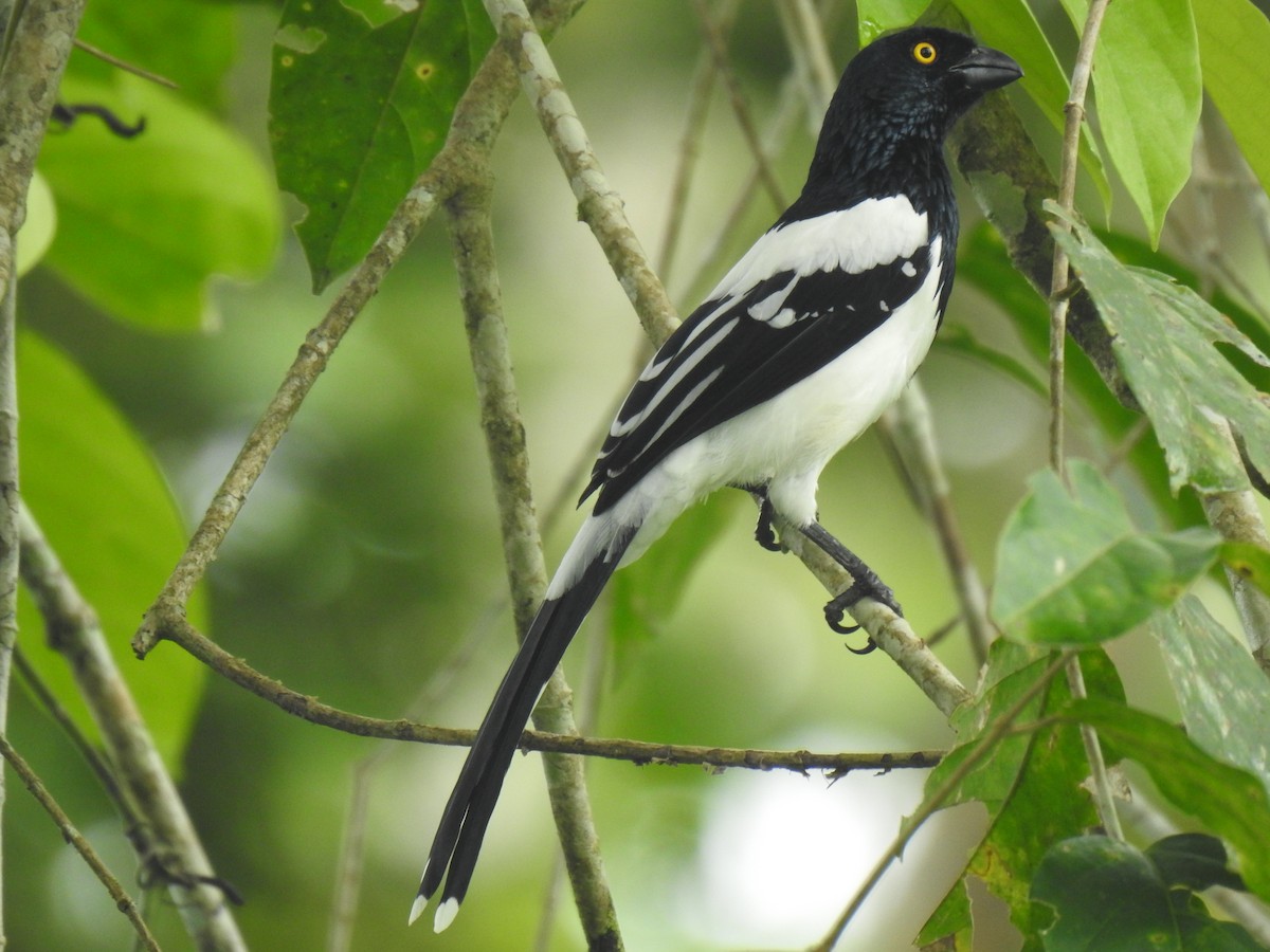 Magpie Tanager - ML619252116