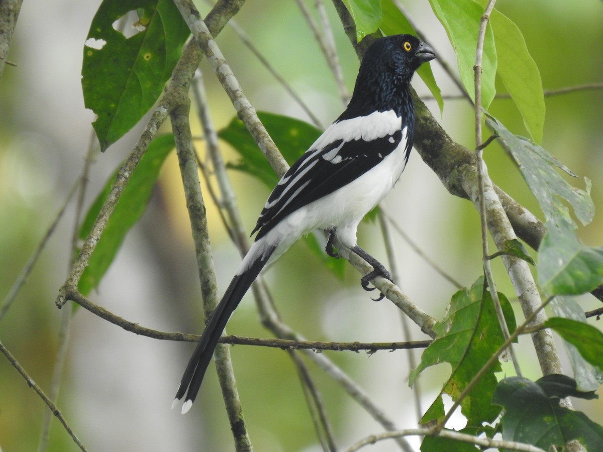 Magpie Tanager - ML619252117