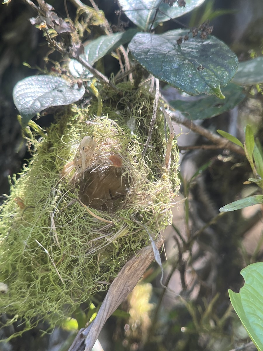 Scale-crested Pygmy-Tyrant - Brenda Sánchez