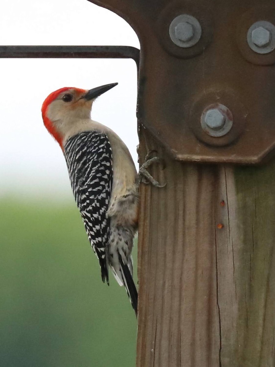 Red-bellied Woodpecker - Karen Bonsell