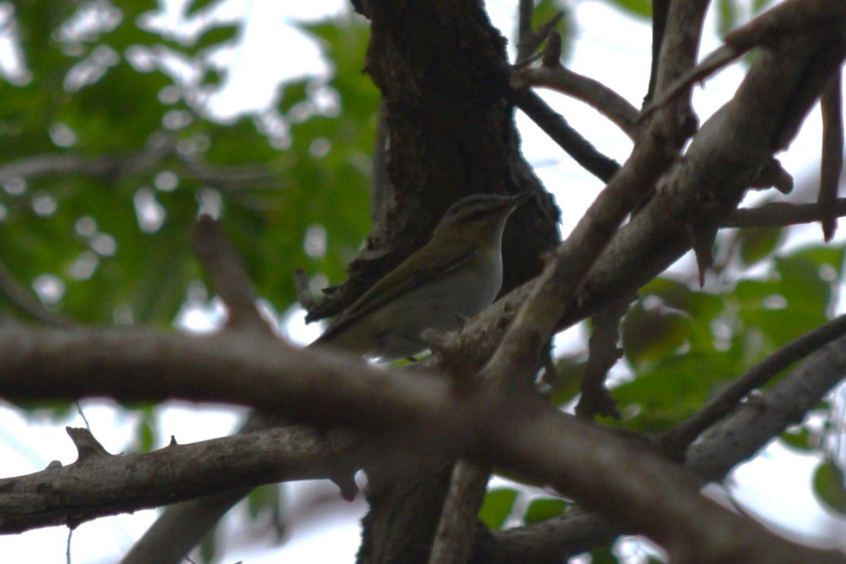 Kızıl Gözlü Vireo - ML619252157