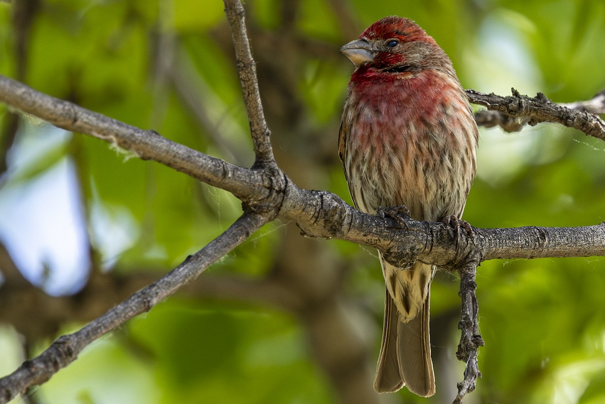 House Finch - ML619252158