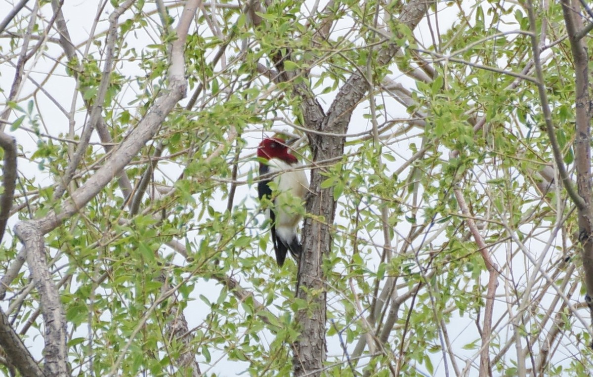 Red-headed Woodpecker - Brenda Wright