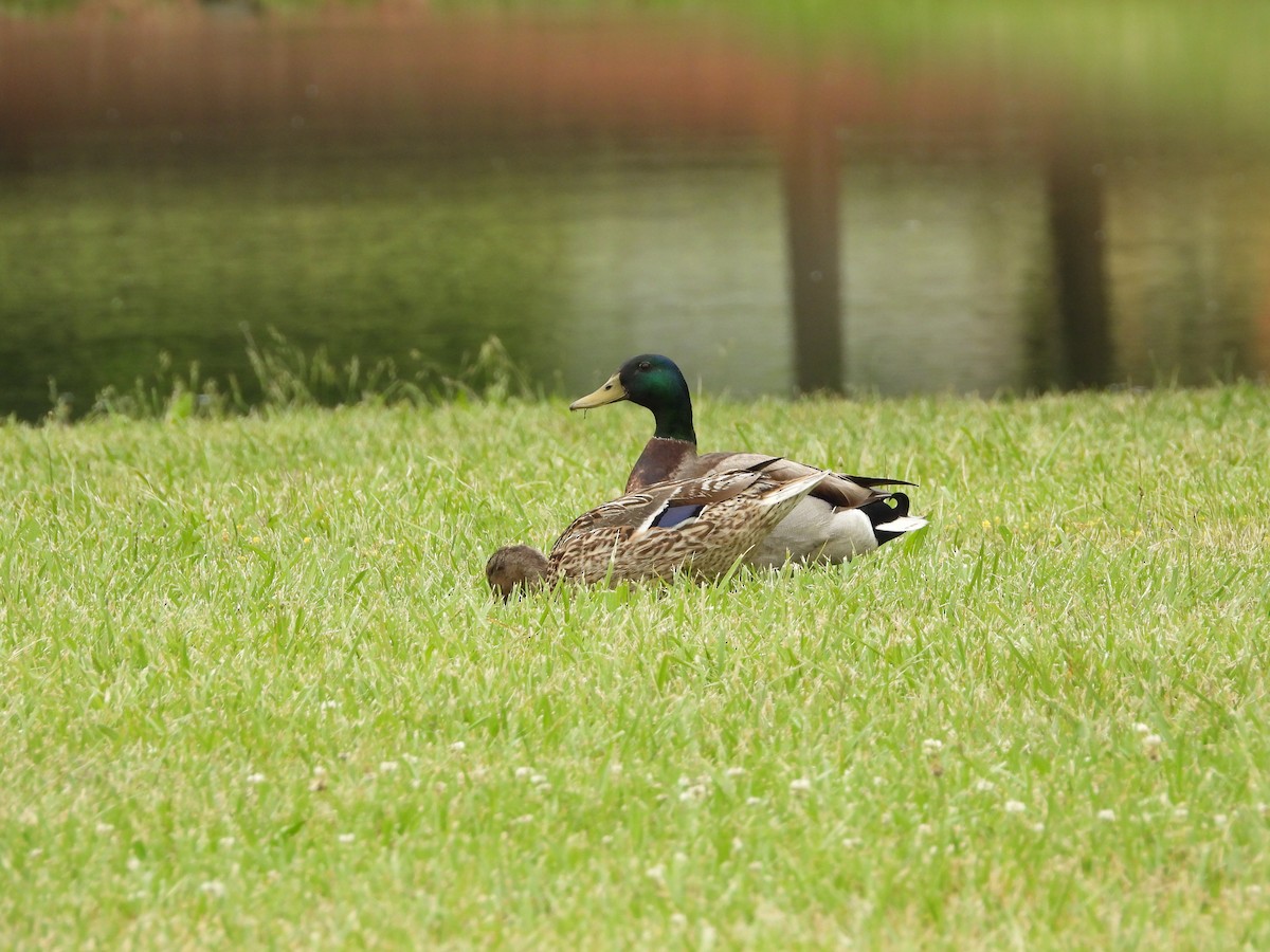 Mallard - David Gravermoen