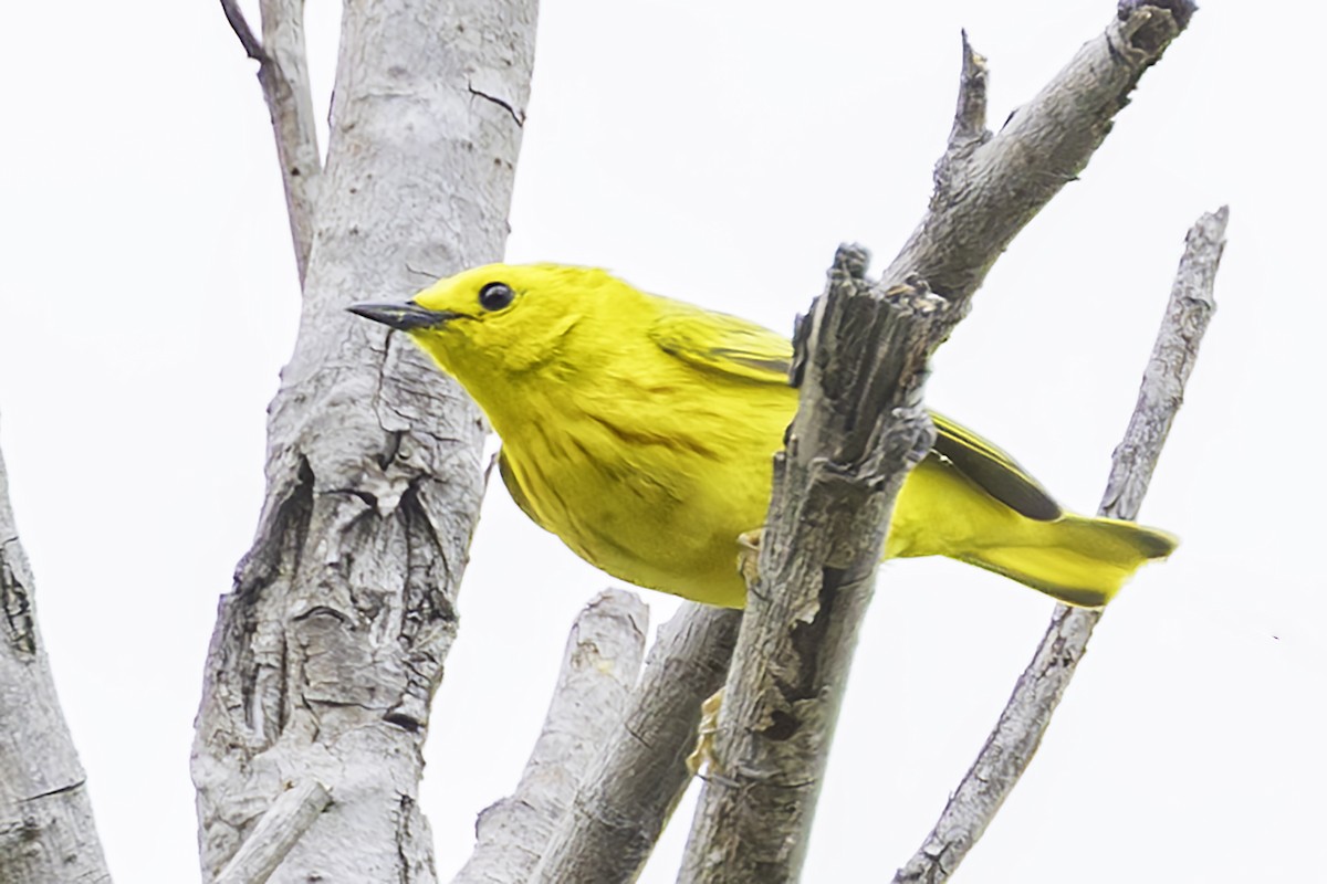 Yellow Warbler - Jim Frazee