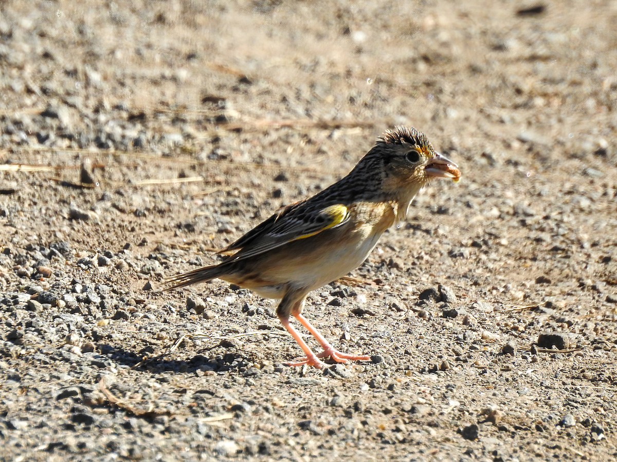 Grasshopper Sparrow - ML619252201