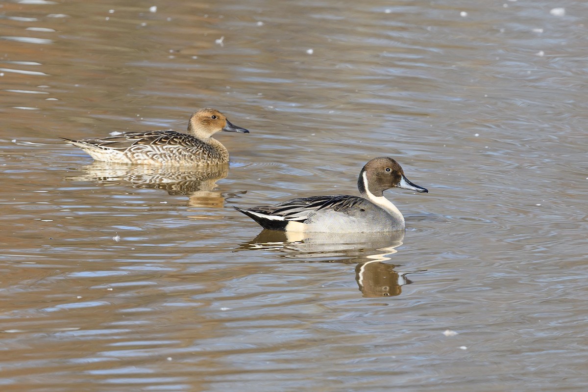 Northern Pintail - Stephen Davies