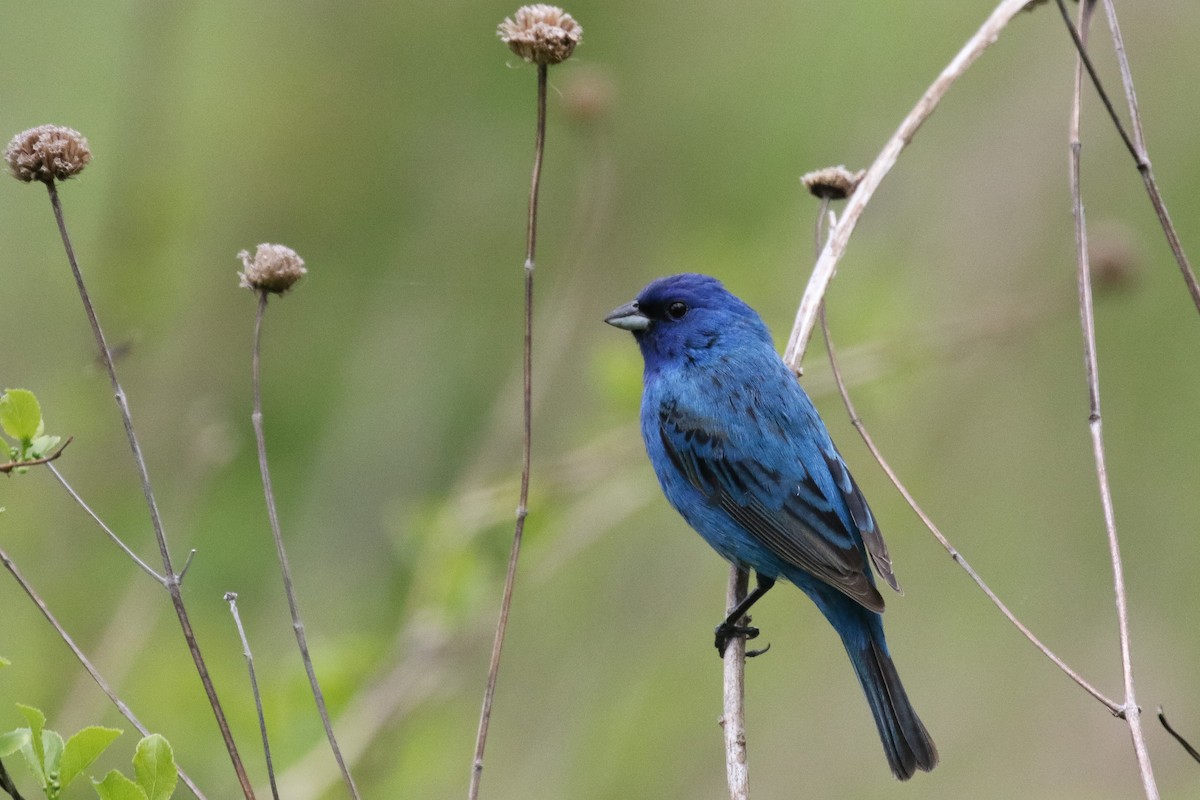 Indigo Bunting - ML619252231