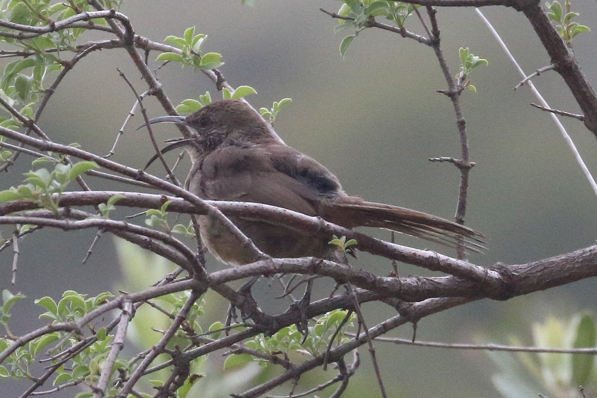 California Thrasher - Jeffrey Fenwick