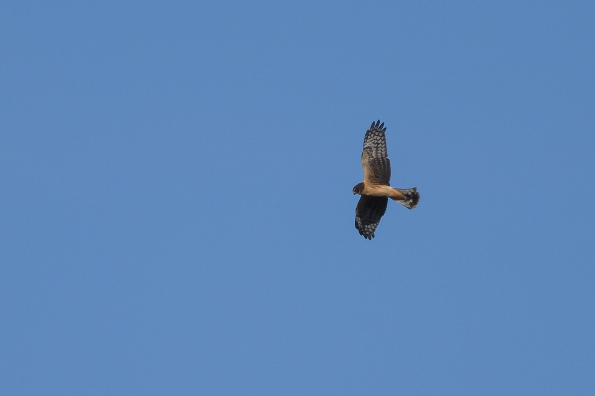 Northern Harrier - Stephen Davies