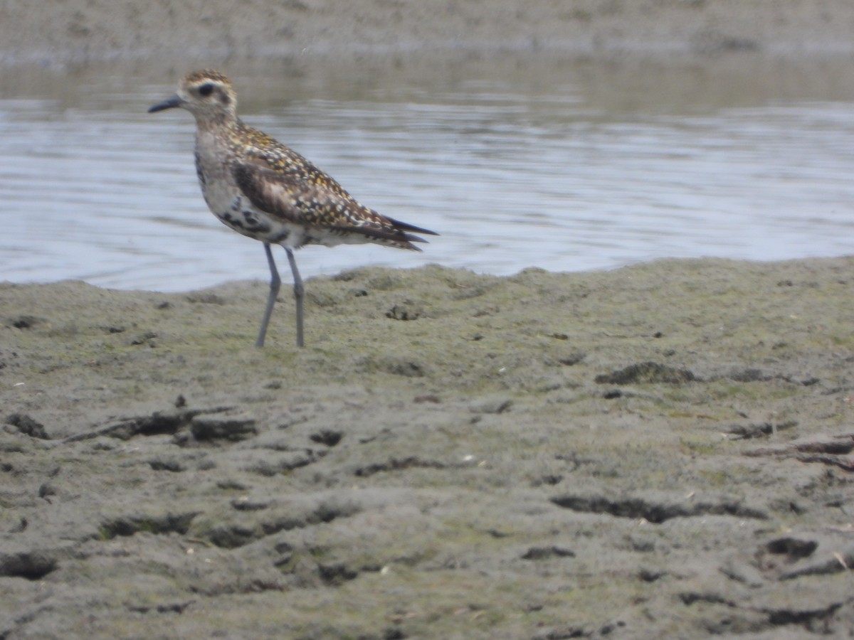 Pacific Golden-Plover - Roger Schoedl