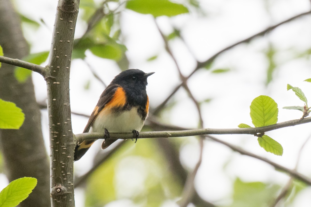 American Redstart - Emily Turteltaub Nelson