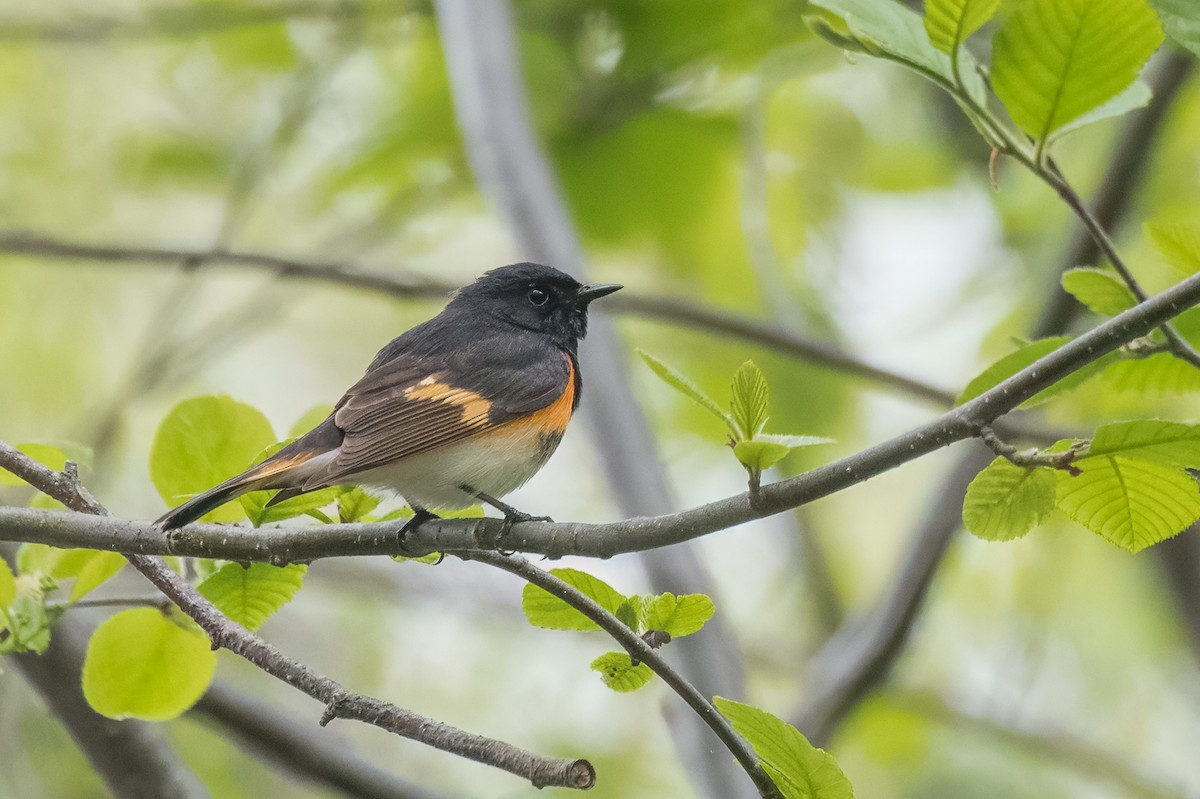 American Redstart - Emily Turteltaub Nelson